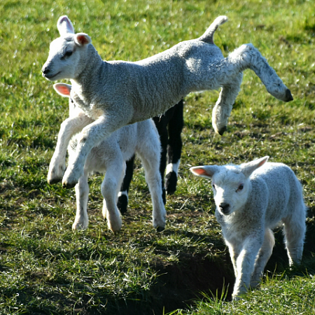 Voorjaarsvakantie op Texel