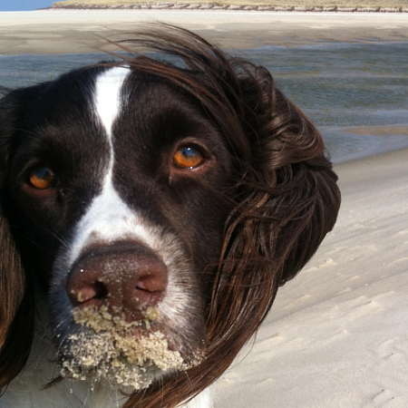 Met de hond naar Texel Tips voor hondenbezitters